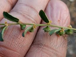Image result for Phyllanthus maderaspatensis