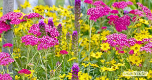 Die Besten Dauerbluher Langbluhende Stauden Und Bodendecker Stauden Bodendecker Dauerbluher