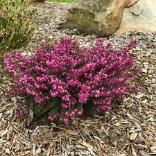 More images for kramer's rote heather care » Kramer S Red Winter Heath Garden Sanity By Pet Scribbles