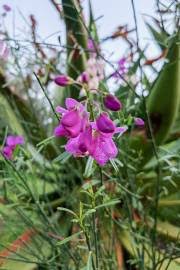 Image result for Polygala stenopetala