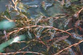 Image result for Potamogeton crispus