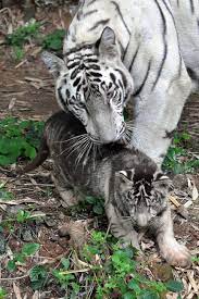 Pin By Agustina On Beautiful Animals Wild Cats Melanistic Animals White Tiger Cubs