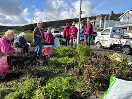 The colder weather hasn't slowed down Looe In Bloom who have been hard at  work maintaining the Hannafore Rose Beds today. Well done, Looe in Bloom!  🌷🪻🌸