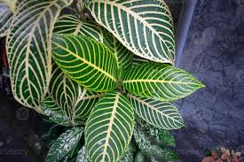 Image result for Sanchezia speciosa