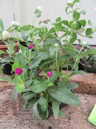 Image result for Gomphrena globosa