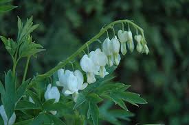 Image result for Dicentra spectabilis alba