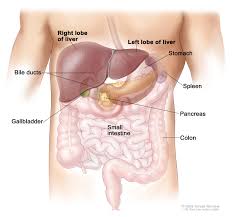 Cats with osteosarcoma can usually live 1 to 4 years, depending on several factors, such as the location and stage of the disease. Liver Cancer Hematology Oncology Associates Of Cny