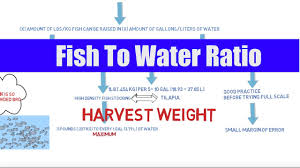 Fish To Water Ratio Aquaponics Youtube