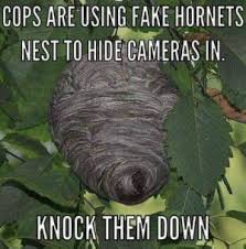 Hornet nest is an item used to get the stand, wonder of u. 25 Best Hornets Nest Memes Deadly Memes Sawing Memes Defensive Memes