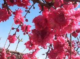 We did not find results for: Red Baron Peach Tree The Red Baron Peach Tree Is A Patented Variety Of Unsurpassed Excellence Not Only Is The Fruit A Peach Trees Flower Farm Flowering Trees