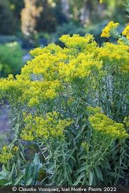 Image result for Solanecio cydoniifolius