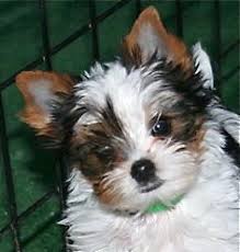 Teacup yorkie puppies available for adoption. Parti Yorkie Puppies For Sale Teacup Yorkie Puppies Northshore Yorkshire Terriers