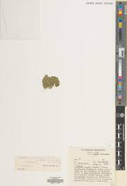 Image result for Wolffiella repanda