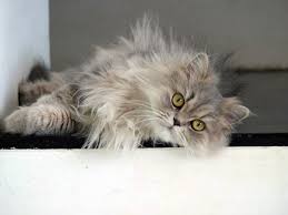 This is why himalayan cats have distinct looks to them that actually make them look. Persian Cat Breed Information And Personality Pawesome Cats