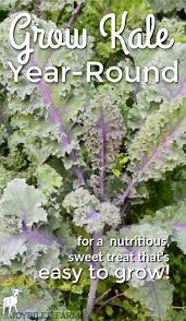 Place the cut kale into a container or bowl of ice water. Grow Kale Year Round For A Nutritious Sweet Treat That S Easy To Grow Joybilee Farm Diy Herbs Gardening