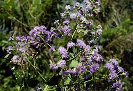 Image result for Ixora longipedunculata