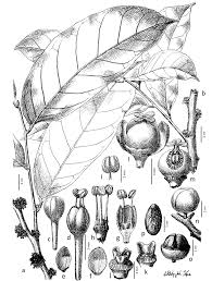 Image result for Drypetes mossambicensis