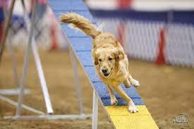 Is Your Dog Agility Good Enough Dog Agility Agility Training For Dogs Dogs