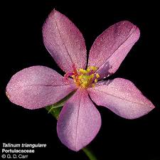 Image result for Portulacaceae