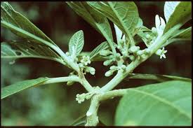 Image result for Discopodium penninervium