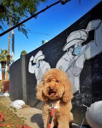 They will have their first vet check,. Amigo The Goldendoodle Home Facebook
