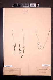 Image result for Talinum crispatulum