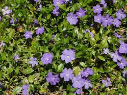 This list covers some options for deer resistant plants, organized by how frequently they are known to be. Vinca Minor Periwinkle Plant Care Growing Guide