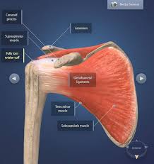 Image result for Fall on Shoulder