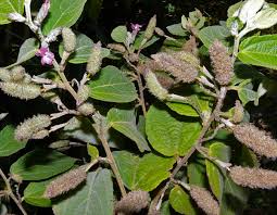 Image result for Helicteres