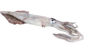 squid transparent png contact us today at info towndock giant squid 894326 vippng squid transparent png contact us