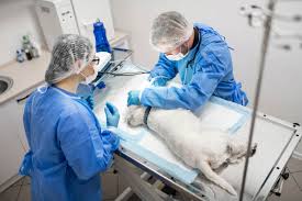 Infection Prevention and the Veterinary Hospital | Vet Advantage
