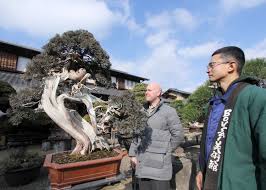 Called the pine of the buddhists, this chinese native bears green or purple fruit. Million Dollar Bonsai How To Tell A Bonsai Legend Apart Live Japan Travel Guide