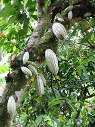 Cacao Genetique Culture Recolte Cacao Arbre A Chocolat Feve De Cacao