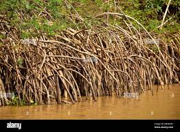 Image result for Rhizophora racemosa