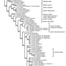 Image result for Leucas glabrata