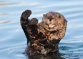 Widely considered the cutest animal in the ocean, sea otters have a troubled history with humans. Watch This Video Adorable Orphaned Sea Otter Pup Gets His Fur Fluffed