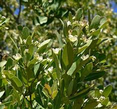 Image result for Falkia oblonga