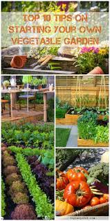 Top 10 Tips On Starting Your Own Vegetable Garden Plants Growing Vegetables Vegetable Garden