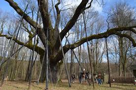 Dąb bartek to najpopularniejsze drzewo w polsce. Legendarny Dab Bartek W Modelu 3d Zdjecia