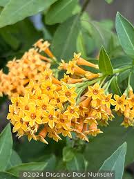 Image result for Cestrum