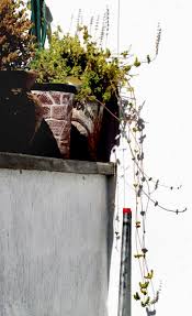 Image result for Coleus hadiensis