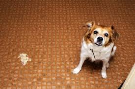 A dog will vomit when something upsets its stomach. Help My Dog Is Throwing Up White Foam