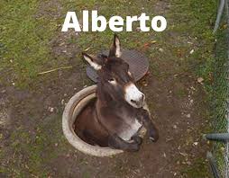 Alberto barbosa is often placed alongside a photoshopped illustration of an african. Alberto Memes
