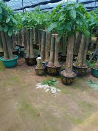 Image result for Pachira