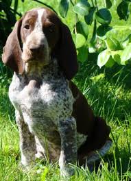 Image result for italský krátkosrstý ohař