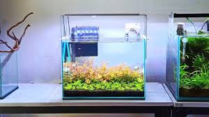 Beranda » cara membuat aquascape tanpa co2. 21 85 Mb Minimalist Dutch Style Aquascape Aquascape Mini Tema Dutch Style Simpel Download Lagu Mp3 Gratis Mp3 Dragon