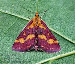 Image result for Pyrausta ostrinalis