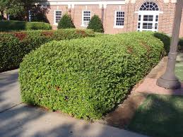 Image result for Pyracantha