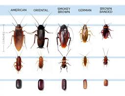 Suspect A Roach Infestation Here Are 5 Surefire Signs Of Cockroaches Palmetto Bugs Roach Infestation Roaches