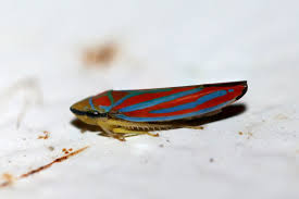 Because of its coat(s) of many colors. Candy Striped Leafhopper Most Popular Photos Jungledragon